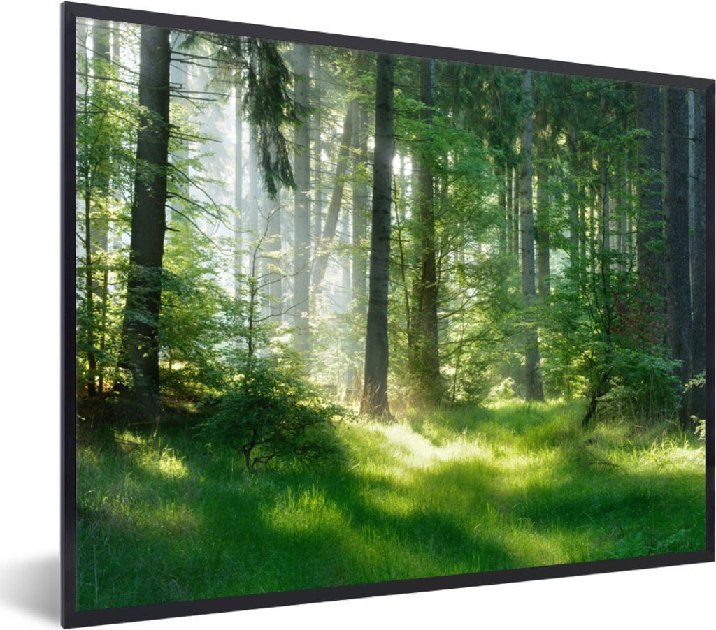 MuchoWow Gerahmtes Poster Natur - Bäume - Wald - Grün - Sonne - Gras - Pflanzen 80x60 cm - Poster mit Schwarzem Bilderrahmen Wandposter Rahmen ...