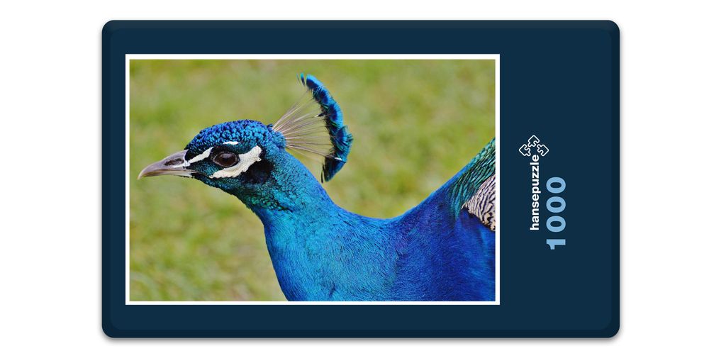 hansepuzzle 10608 - Pfau Puzzle, 1000 Teile, Tierwelt, 60,0 x 46,0cm mit hochwertiger Aufbewahrung, Kartonbox und wiederverschließbarem Beutel