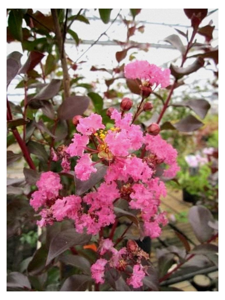 Kräuselmyrte Turenne - Lagerstroemia Indica - 40-60cm