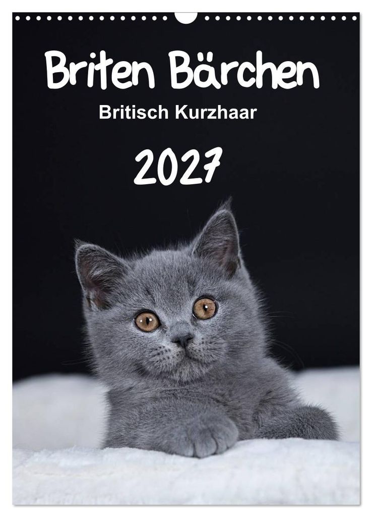 Briten Bärchen – Britisch Kurzhaar 2027 (Wandkalender 2027 DIN A3 hoch), CALVENDO Monatskalender
