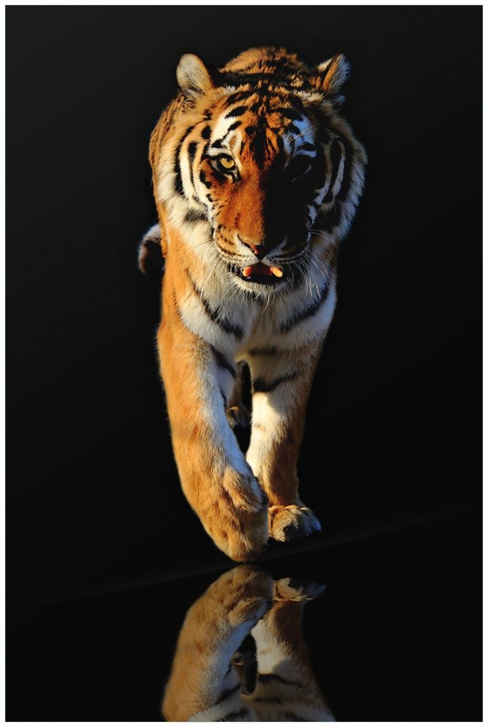 Wallario Premium Glasbild, freischwebende Optik, kräftige Farben, Größe 90 x 60 cm Motiv Laufender Tiger