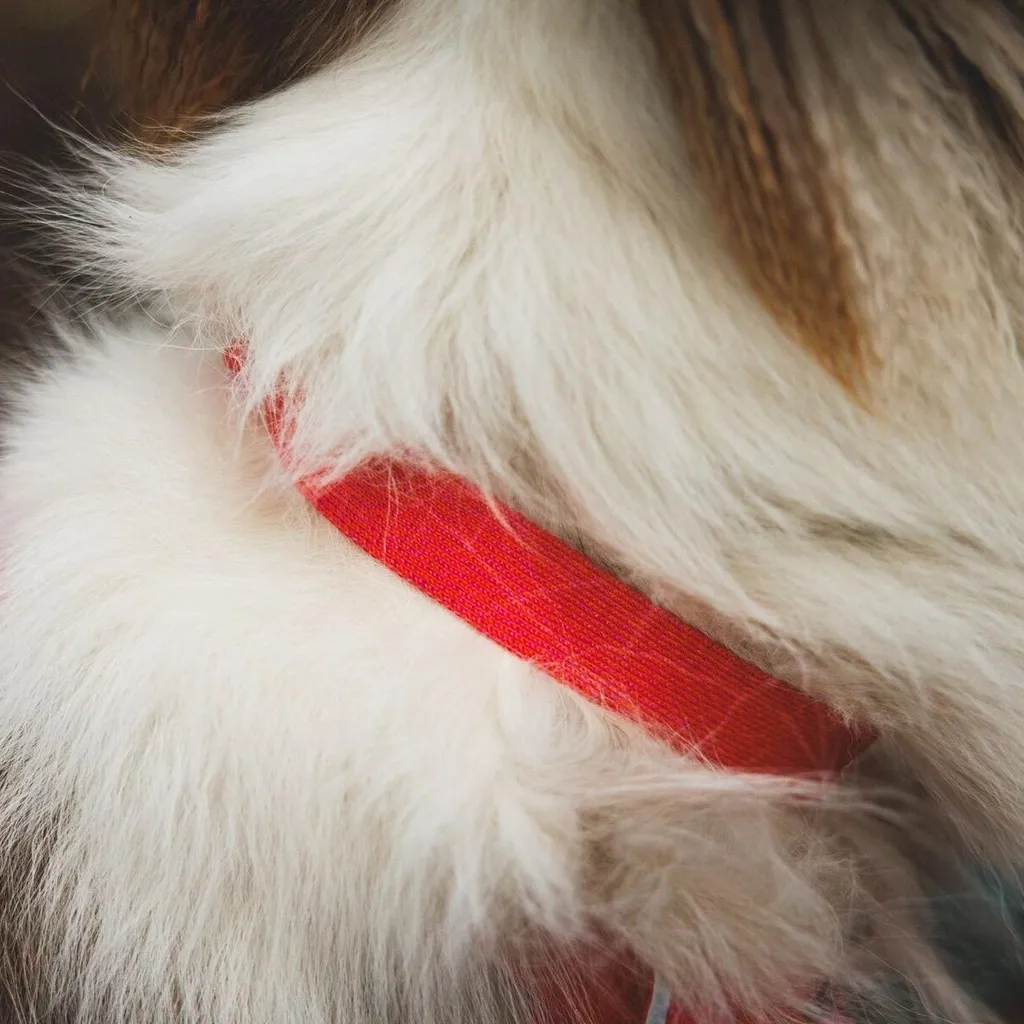 Collier Chien Confortable Ruffwear Front Range Flex Rose Anti-Irritation