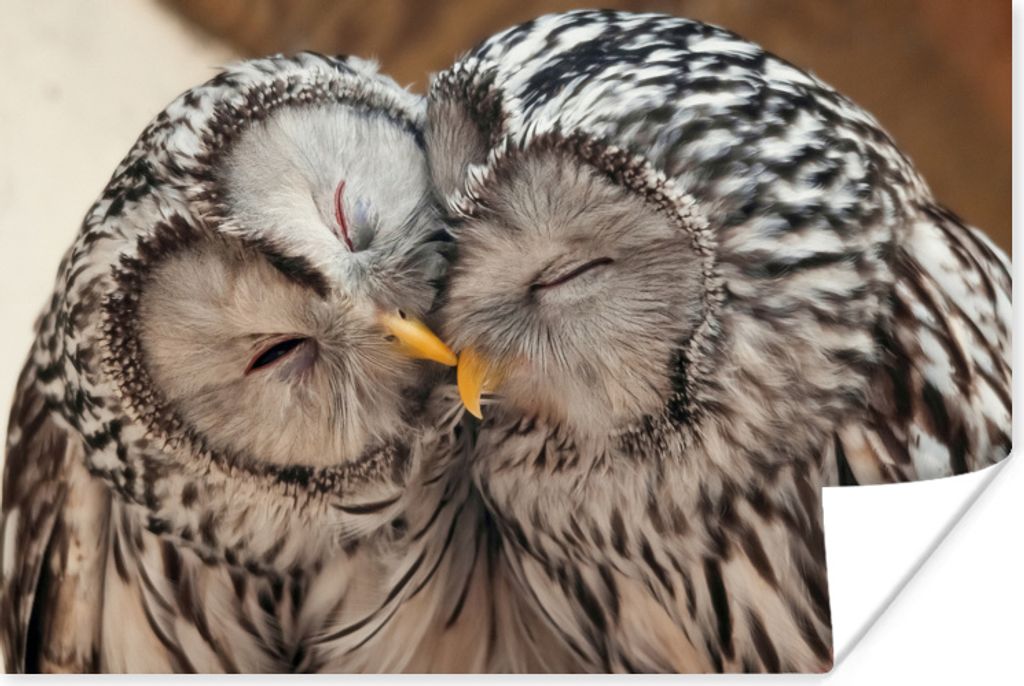 MuchoWow Poster Eulen - Vögel - Schnabel - Familie 30x20 cm - Plakate - Print