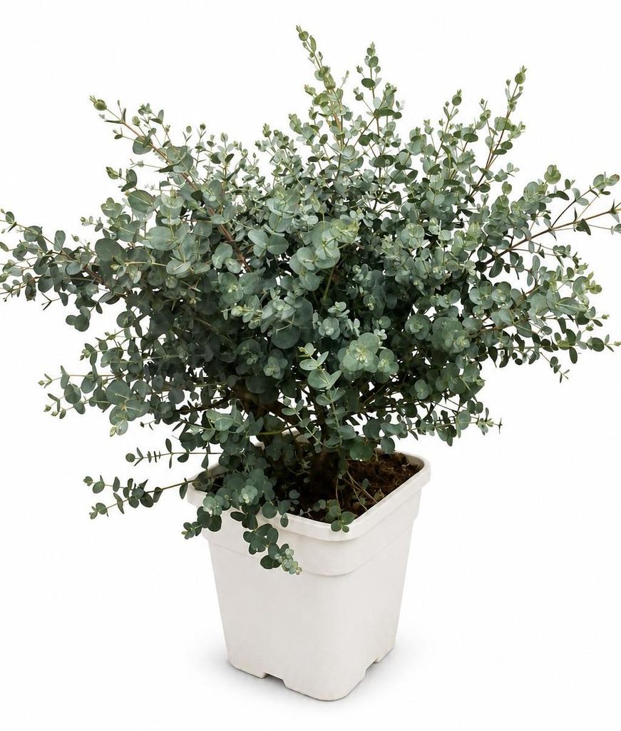 Eucalyptus Cinerea Silver Dollar ca. 60 cm – Produktbild 