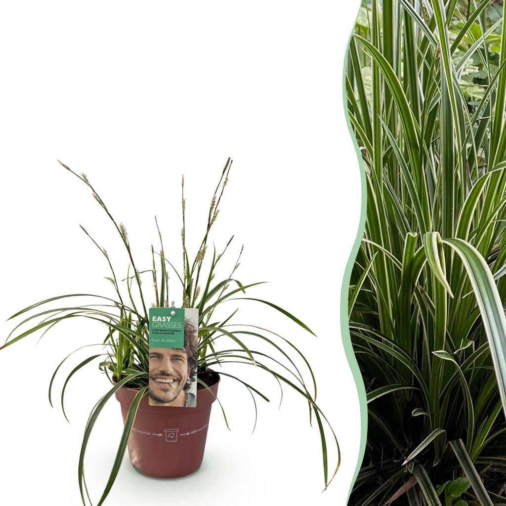 GreenboutiQ - Ziergräser - Carex morrowii Ice Dance - Weiß & Grün - 1 Pflanze - Immergrün - Winterhart - Topf 17cm Höhe 50cm