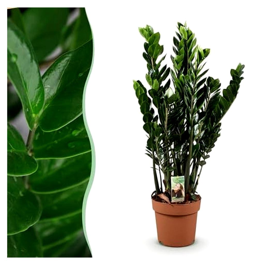 Zamioculcas - ZZ-Pflanze - Pflegeleicht - Grün - 80-90 cm - Ø 21 cm - Zimmerpflanze - Immergrün