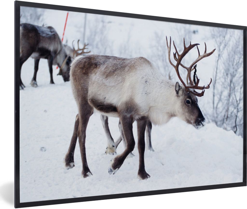 MuchoWow Gerahmtes Poster Ein Weihnachtsfoto von Rentieren entlang der Straßen von Kilpisjarvi, Finnland 90x60 cm - Poster mit Schwarzem Bilderr...