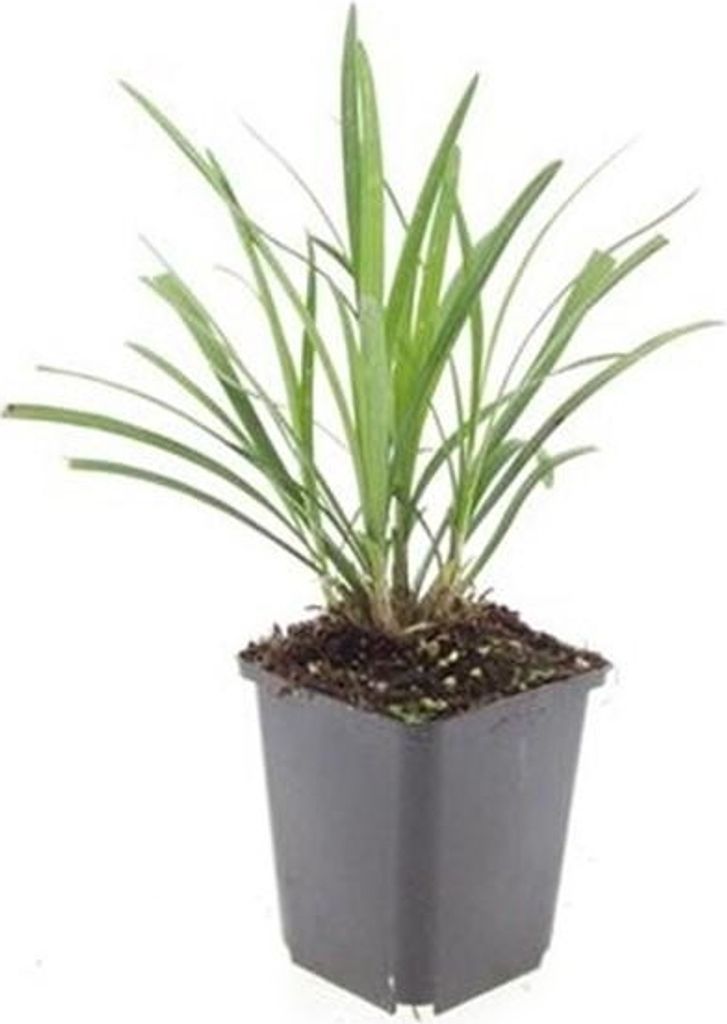 Liriope muscari 'Ingwersen' - Vaso da 9 cm - Set di 6 Immagine del prodotto 