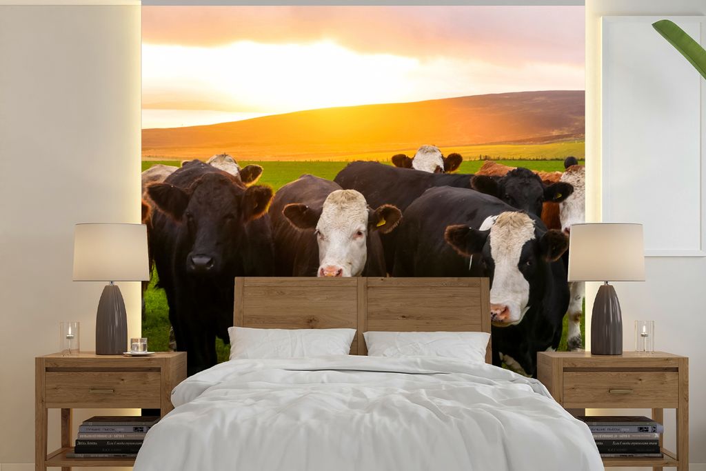 MuchoWow Fototapete für Wohnzimmer oder Schlafzimmer Wandtapete Vinyl Motivtapete Kühe - Hügel - Sonnenuntergang - Gras - Grün - 350x350 cm -...