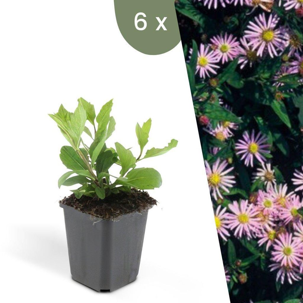 Plants by Frank | 6 Aster Pflanzen | Aster Ageratoides Produktbild 