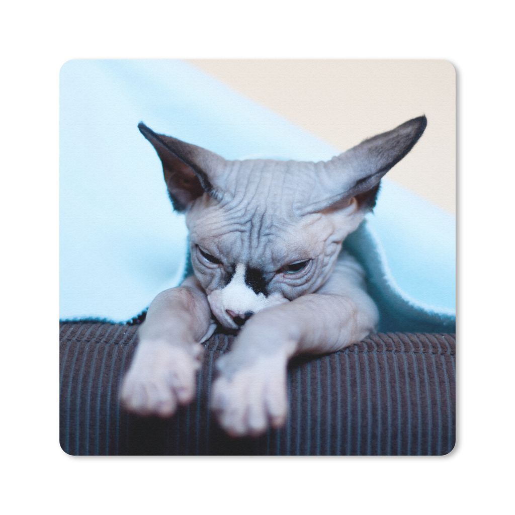 MuchoWow Mauspad Mousepad Eine schläfrige Sphynx-Katze auf dem Sofa 20x20 cm - Mousepads - Maus Mat - Pad - Mausunterlage - Desk Mat - Bureauart...