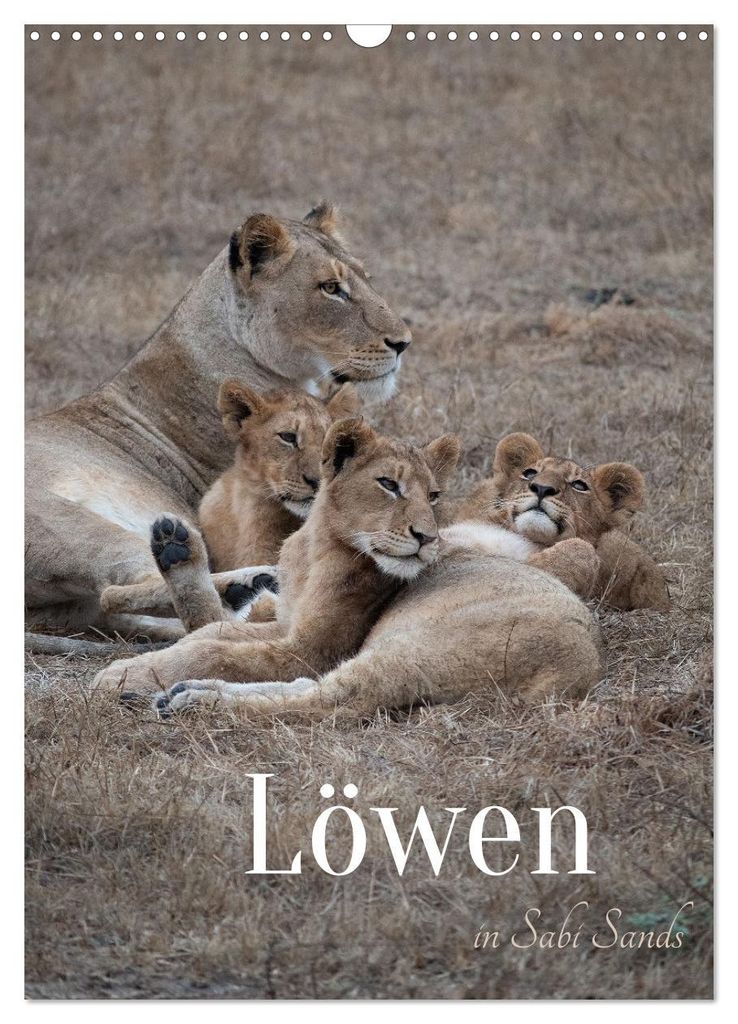 Löwen in Sabi Sands (Wandkalender 2027 DIN A3 hoch), CALVENDO Monatskalender