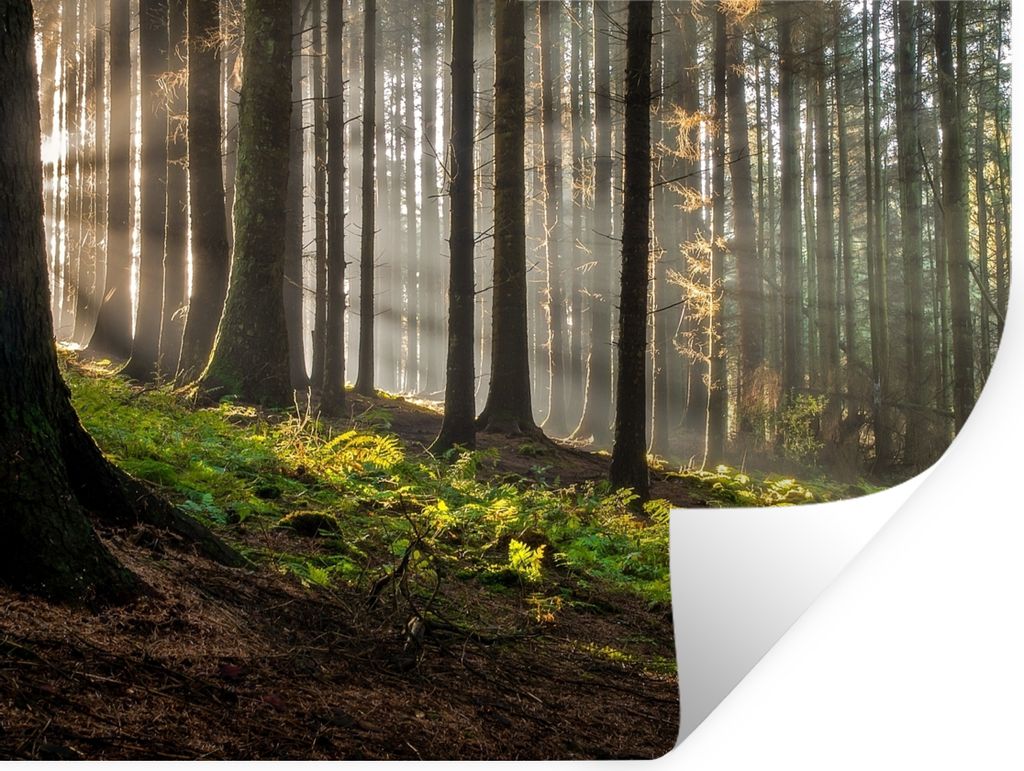 MuchoWow Wandtattoo Wandsticker Wandaufkleber Sonne - Äste - Bäume - Wald - Natur 120x90 cm Selbstklebend und Repositionierbar - Aufkleber