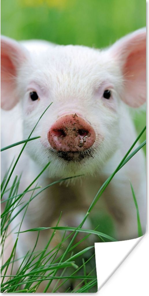 MuchoWow Poster Schwein - Tiere - Groß 60x120 cm - Wandschmuck