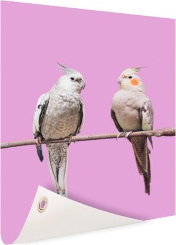 Gartenposter - 80x120 cm - Falcon-Sittiche - Modernes Wandbilder