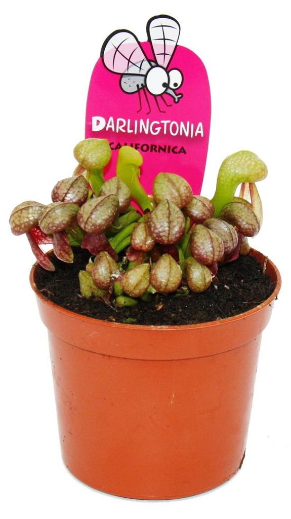 Pianta carnivora - Giglio cobra - Darlingtonia californica Immagine del prodotto 