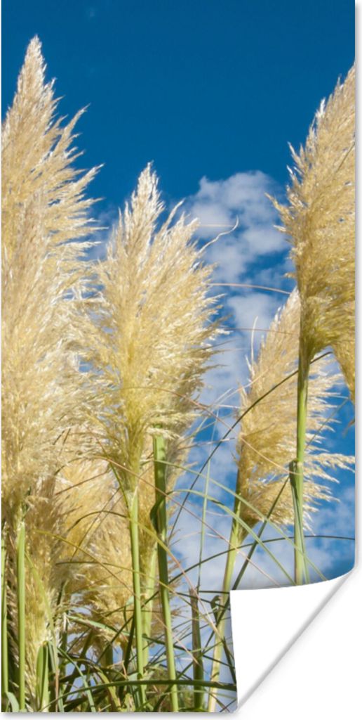 MuchoWow Poster Pampasgras - Pflanze - Natur 75x150 cm - Dekoration für die Wände