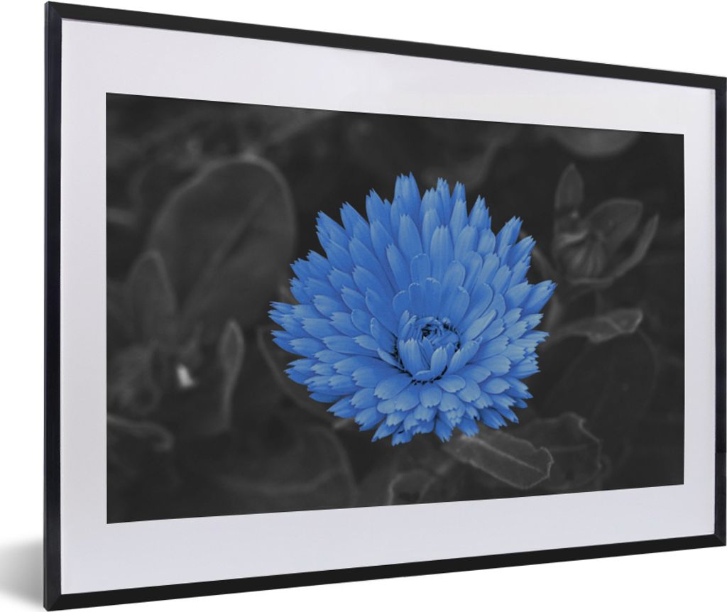 MuchoWow MuchoWow Gerahmtes Poster Blumen - Schwarz - Weiß - Blau 60x40 cm - Poster mit zchwarzem Bilderrahmen - Schlafzimmer - Plakat in Rahm...