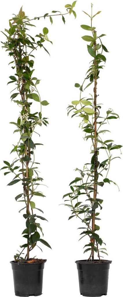 Sternjasmin - 2 Stk - Trachelospermum jasminoides - Höhe 110-120cm - 17cm