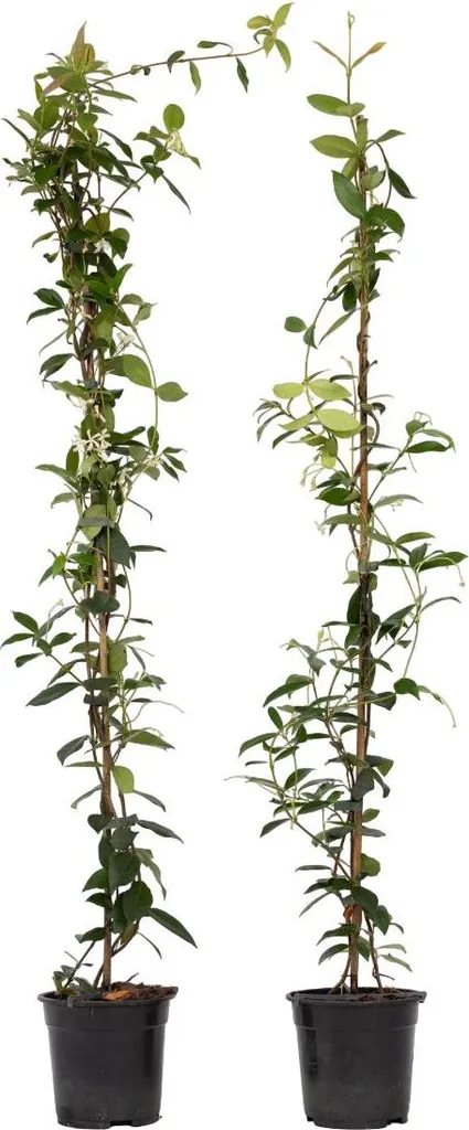 Jasmin étoilé pour brise-vue naturel - Set de 2 grimpantes 120 cm