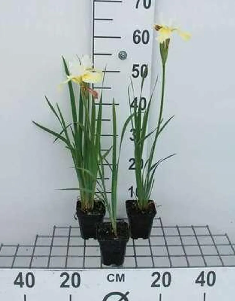 Iris sibirica Snow Queen blanc pur - Lot de 6 plants rustiques en pots