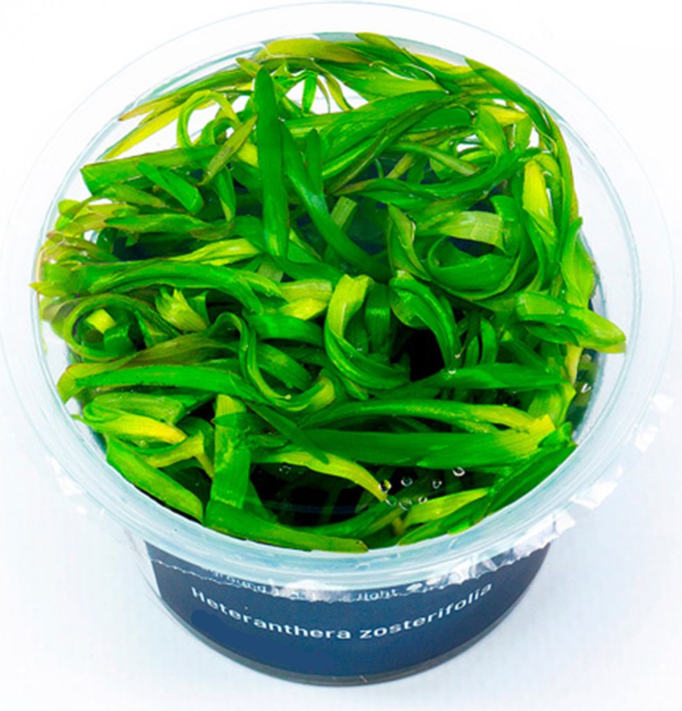 Heteranthera zosterifolia In-Vitro Cup algen- und schneckenfrei