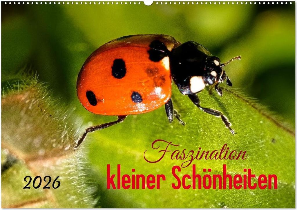 Faszination kleiner Schönheiten (Wandkalender 2026 DIN A2 quer), CALVENDO Monatskalender