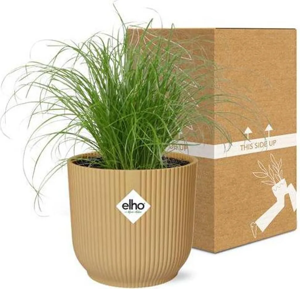 Plante Cyperus Zumula Ø 14 cm au feuillage graphique et port compact
