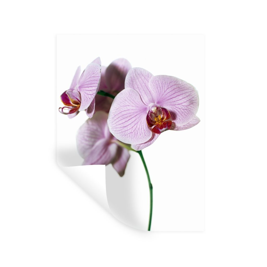 MuchoWow Wandtattoo Wandsticker Wandaufkleber Rosa Orchideenblüte 30x40 cm Selbstklebend und Repositionierbar - Sticker - Dekorfolie