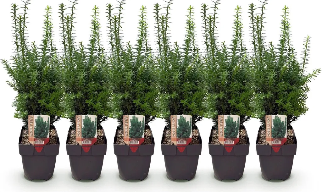 If pour haie résistante Taxus Hillii entretien facile lot de 6