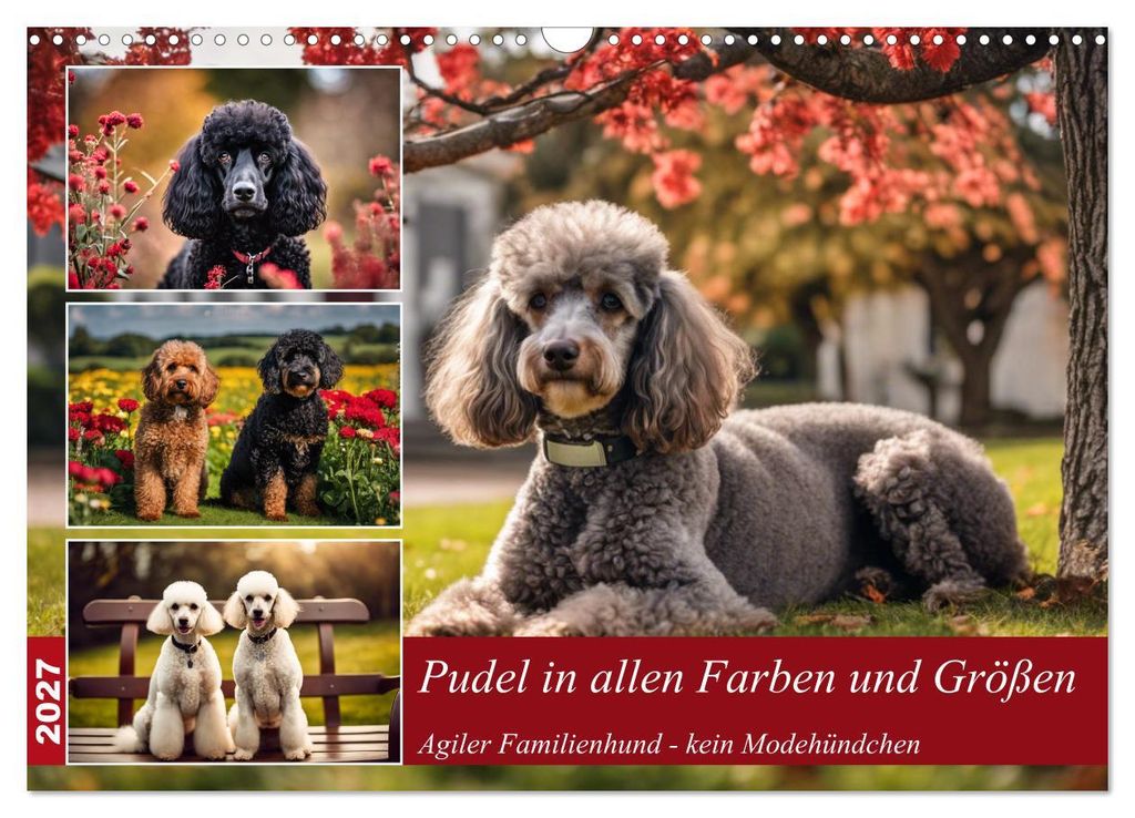 Pudel in allen Farben und Größen (Wandkalender 2027 DIN A3 quer), CALVENDO Monatskalender