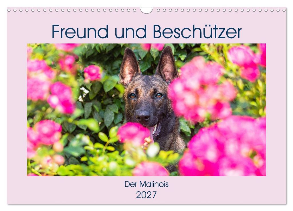 Freund und Beschützer - Der Malinois (Wandkalender 2027 DIN A3 quer), CALVENDO Monatskalender