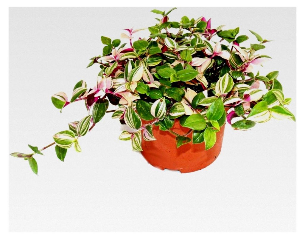Dreimasterblume Tradescantia quadricolor pflegeleichte hängende Zimmerpflanze 12cm Topf