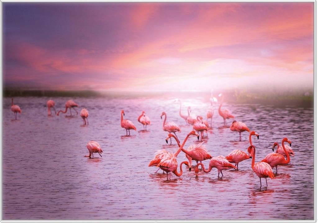 Wallario Wandbild Rosa Flamingos bei Sonnenuntergang, Größe: 70,30 x 100,30 cm, Poster mit weißem Kunststoffrahmen