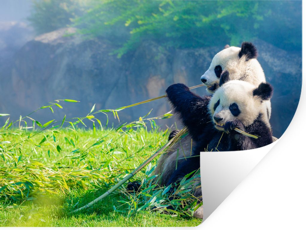 MuchoWow Wandtattoo Wandsticker Wandaufkleber Panda - Bambus - Gras - Tiere 160x120 cm Selbstklebend und Repositionierbar - Selbstklebend - Fotot...