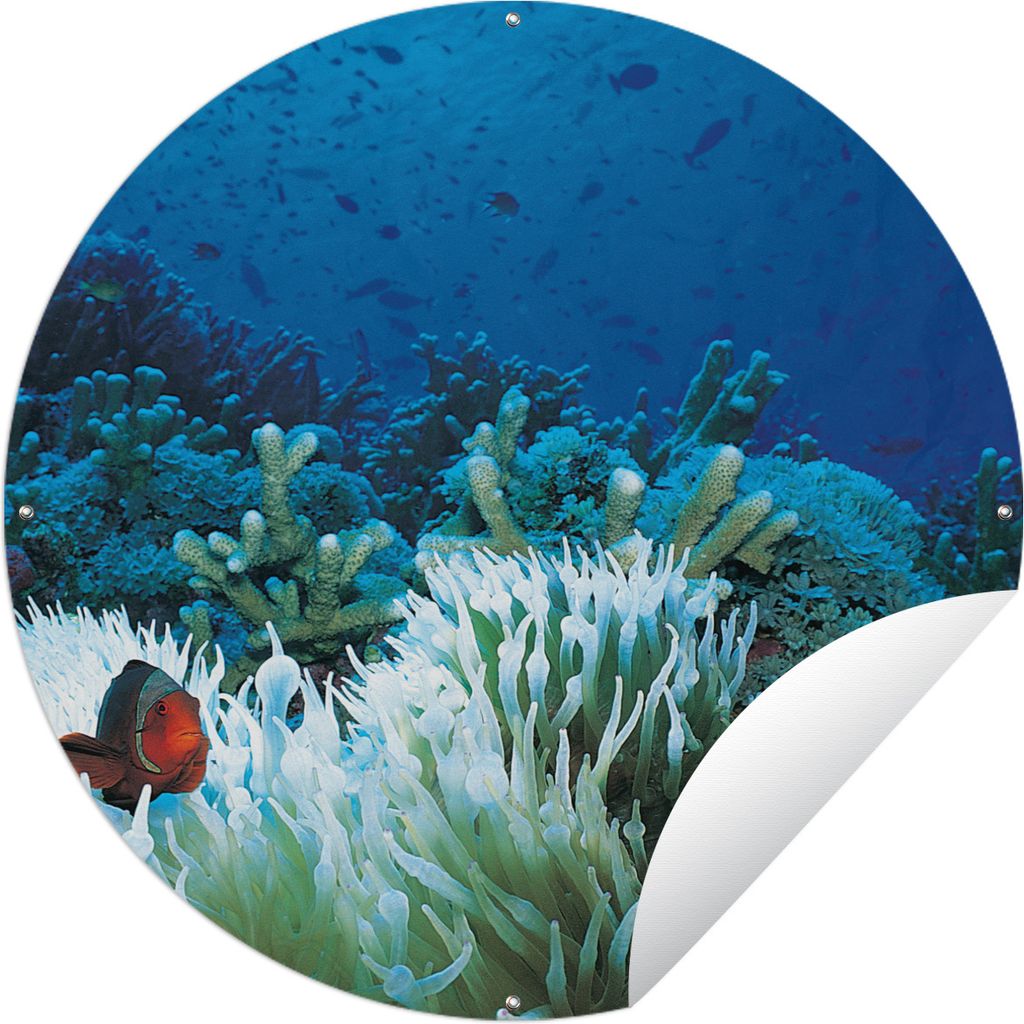 MuchoWow Gartenposter Outdoor-Poster Rund Unterwasserwelt mit Clownfischen Ø 150 cm Gartendeko Rundes Poster draußen