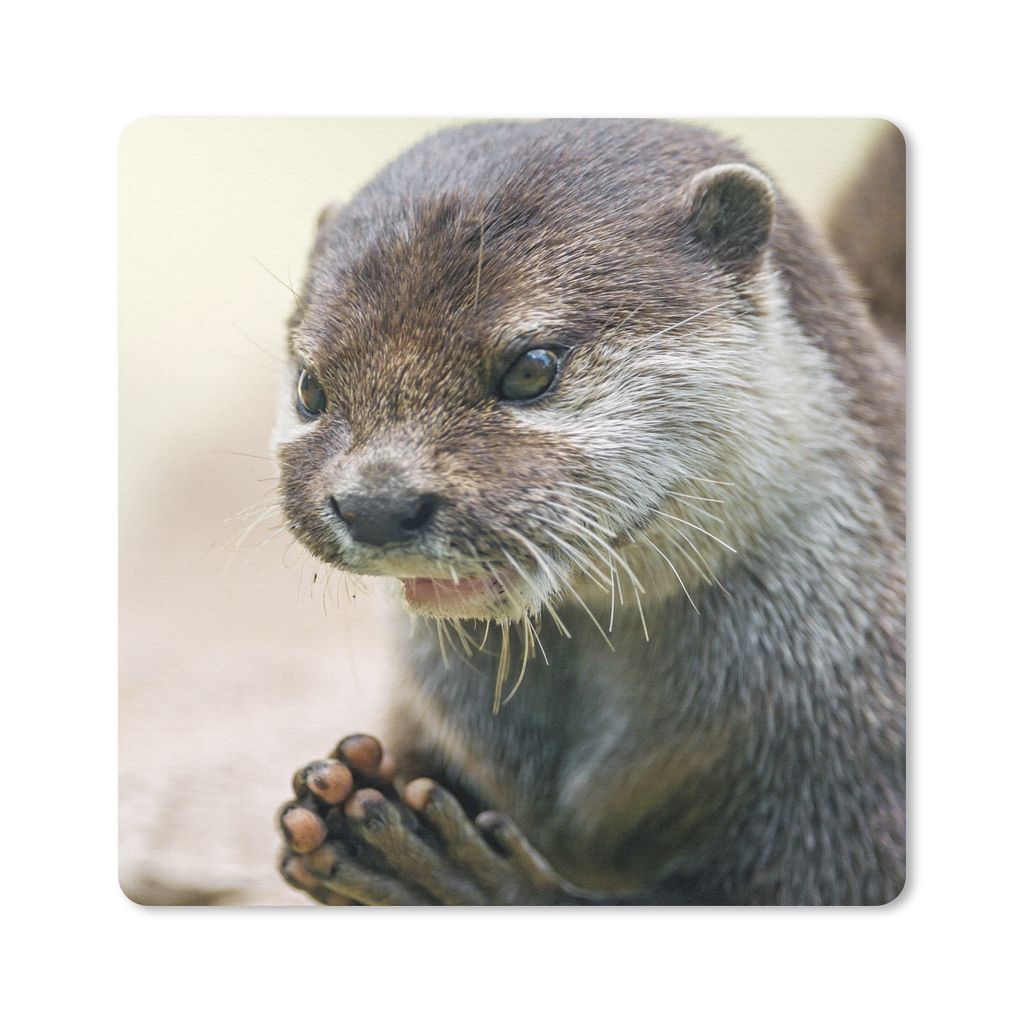 MuchoWow Mauspad Mousepad Ein Otter mit zusammengelegten Beinen 20x20 cm - Mousepads - Maus Mat - Pad - Mausunterlage - Desk Mat - Bureauartikeln
