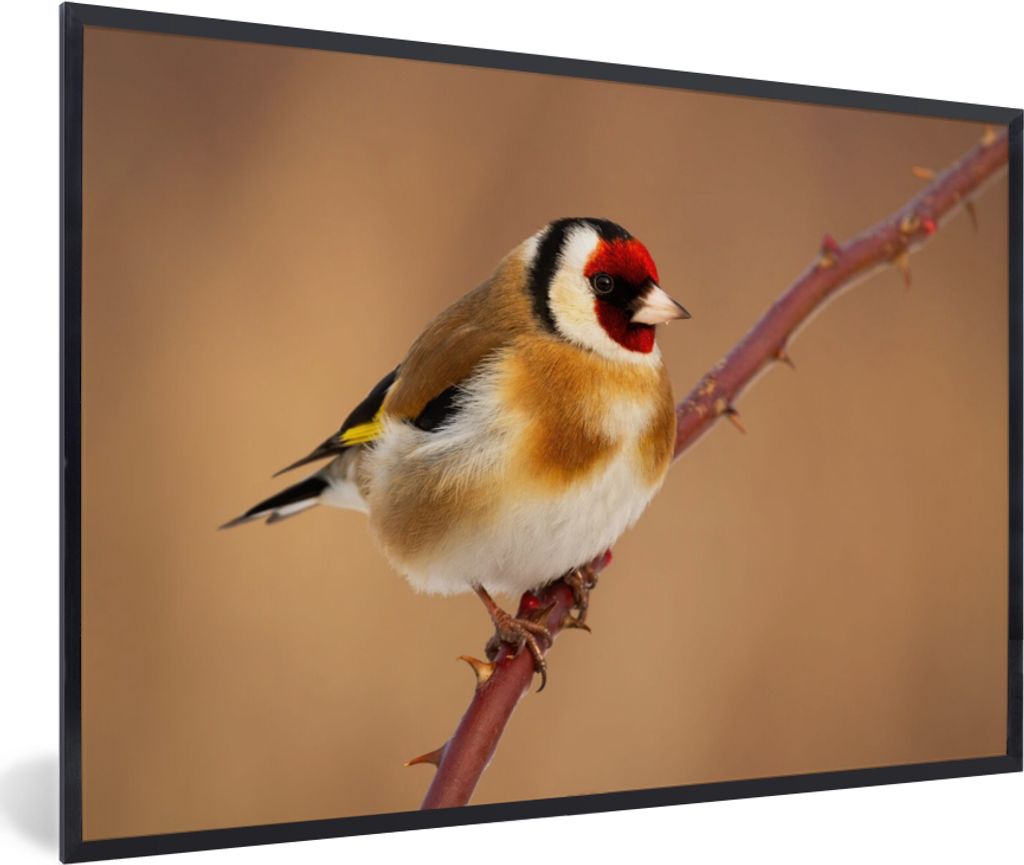 MuchoWow Gerahmtes Poster Kropftaube - Vogel - Tiere 30x20 cm - Poster mit Schwarzem Bilderrahmen Wandposter Rahmen Foto Bilder - Kunstdruck - Bi...