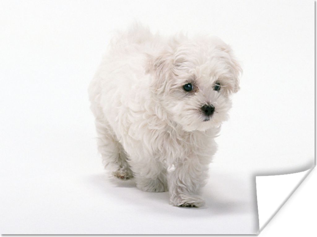 MuchoWow Poster Niedlicher kleiner Malteserhund 40x30 cm - Plakate für die Wände - Poster Wohnzimmer