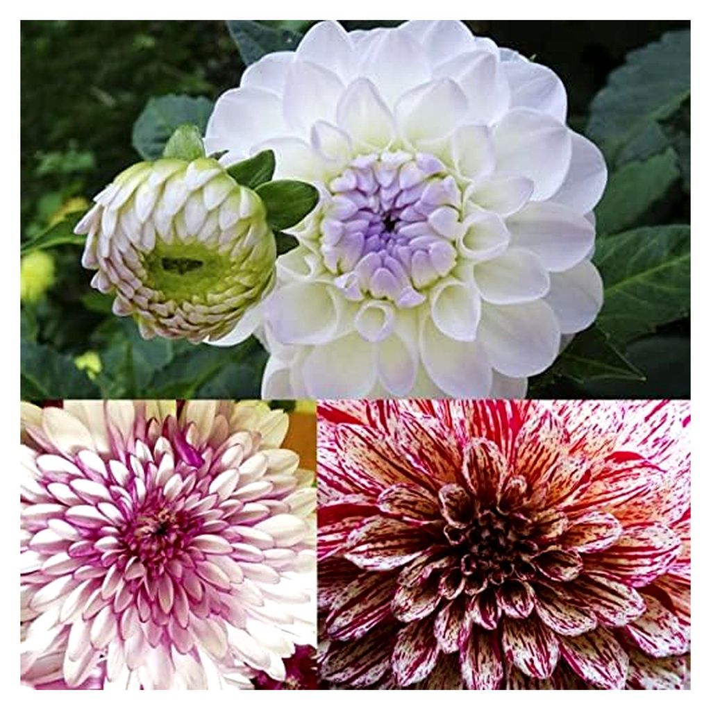 Dahlien Knollen Mix für den Sommer
