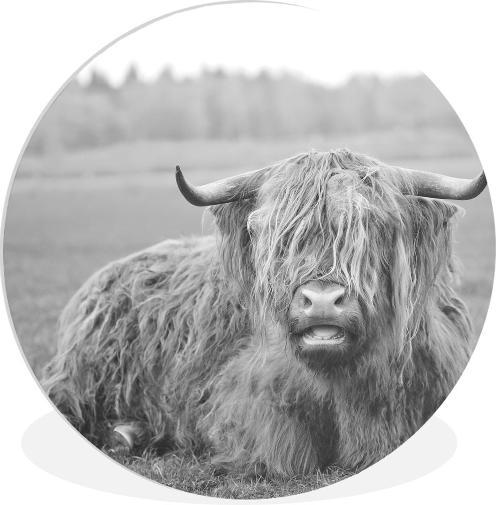 MuchoWow Rundes Wandbild - Runde Bilder Close-up liegend highlander - schwarz und weiß Ø 60 cm Kreis Wanddekoration Kunststoff - Wandkreis - Wa...