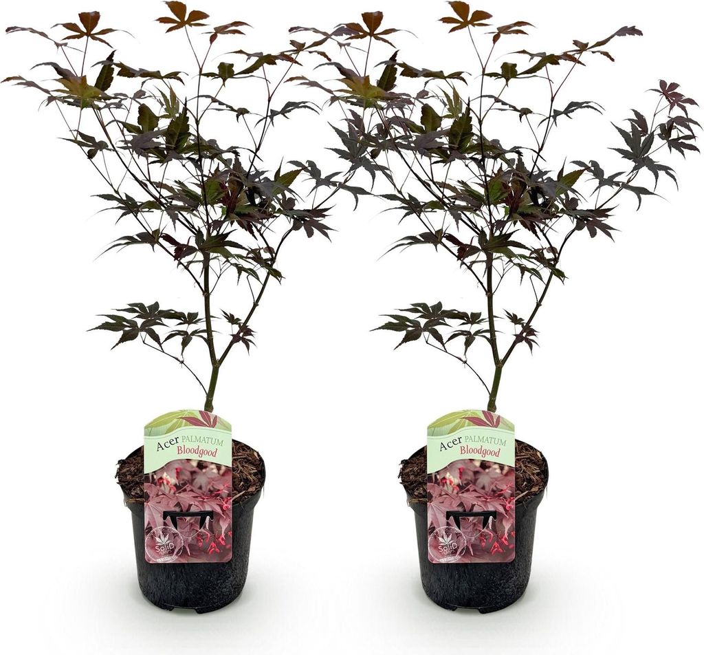 Green boutiQ - Terrasplant - Japanse Esdoorn - Acer Image du produit 