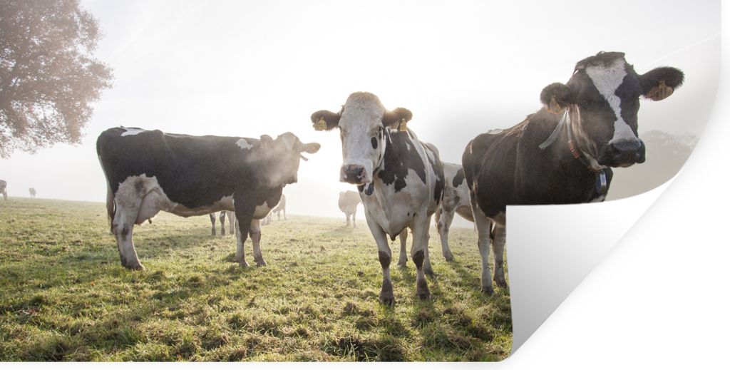 MuchoWow Wandtattoo Wandsticker Wandaufkleber Kühe - Licht - Gras - Tiere 160x80 cm Selbstklebend und Repositionierbar - Sticker - Dekorfolie