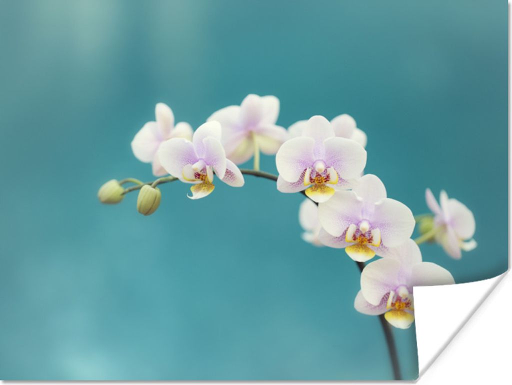 MuchoWow Poster Orchidee - Blumen - Pflanze - Weiß - Lila 80x60 cm - Kunst für zu Hause