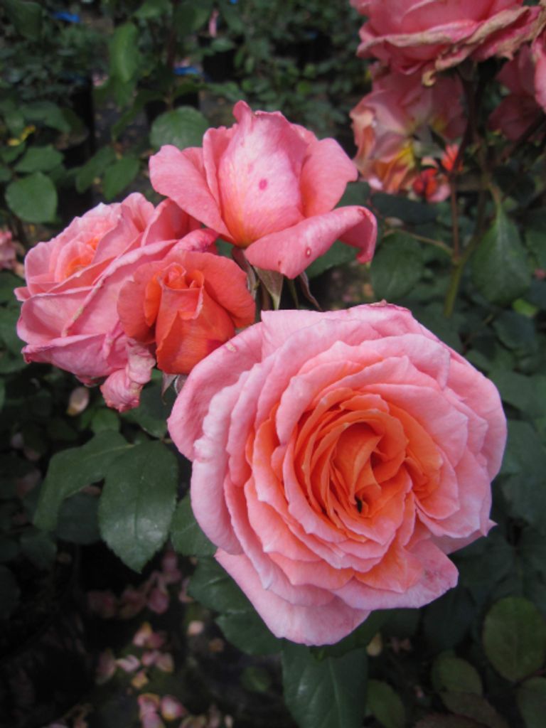 Rosa Institut Lumiere - Strauchrose - Guillot Rose - Générosa