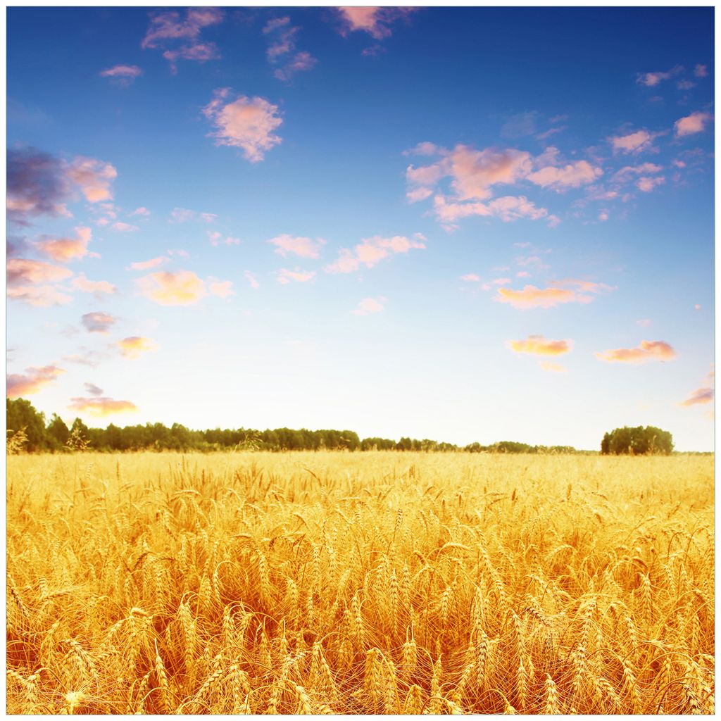 Wallario Wandbild aus Acryl, 50 x 50 cm, freischwebende Optik - Weizenfeld unter blauem Himmel