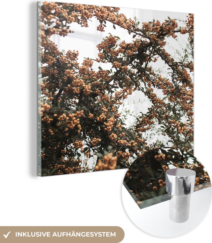 MuchoWow Glasbilder - Bilder auf Wandbild - Foto auf Glas Natur - Herbst - Beeren - Busch 20x20 cm Wanddekoration aus Glas - Acrylglasbild - Acrylb...