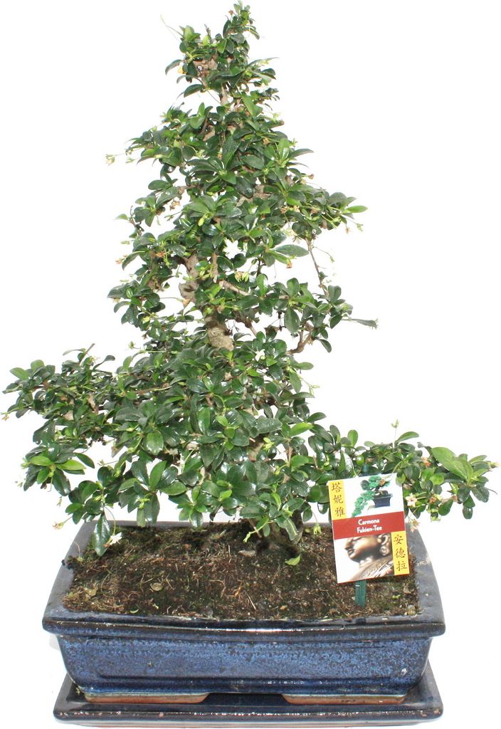 Fukientee - Carmona microphylla - 6 years