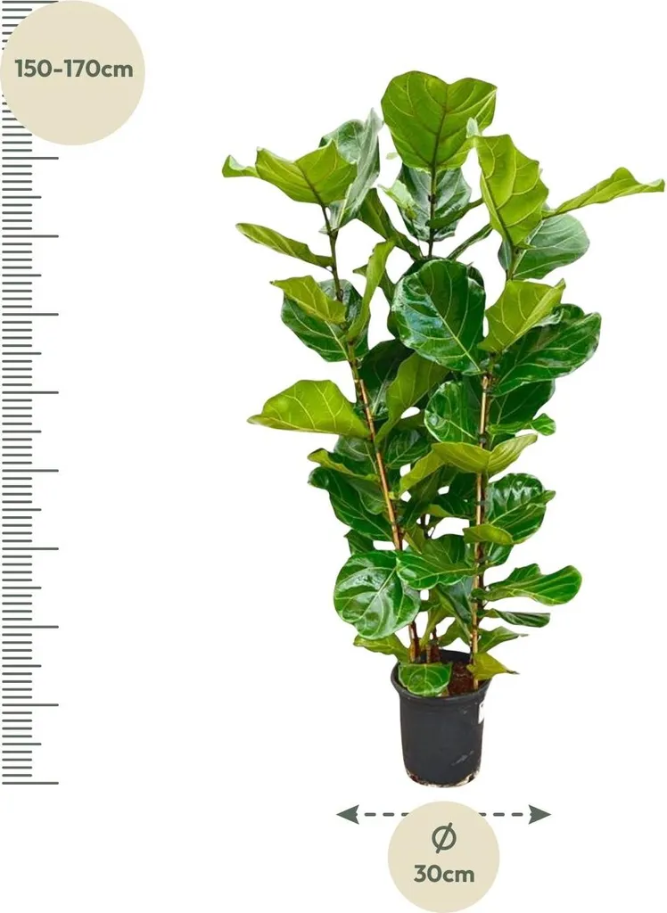 Ficus lyrata Figuier violoniste 155cm - Plante robuste et décorative