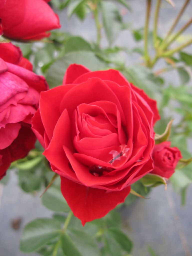 Rosa Manora ® - Beetrose Manora ® - Tantau Rose Produktbild 